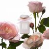 AERIN Rose de Grasse Pour Filles Eau de Toilette